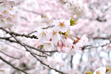 Cherry blossoms.

