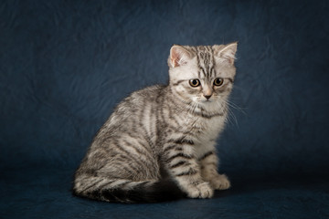 Fototapeta na wymiar Portrait of Scottish Straight cat on dark blue background