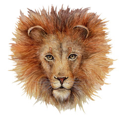 Watercolor illustration of lion face isolated on white. Animal portrait