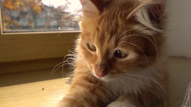 Close up of a funny young cat lying at the windsill. Kitten sleeps