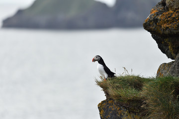 Atlantic puffin standing on the edge of a cliff beak full of fish.