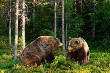 Angry bear. Aggressive bear. Bear fight. Bear aggression. Animal fight.