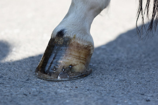 Primo piano sullo zoccolo del cavallo