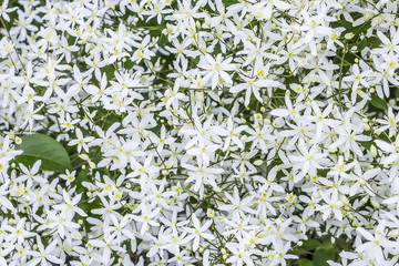 Clematis paniculata (Clematis paniculata)