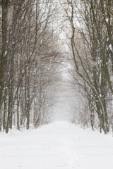 Beautiful snowfall in white forest before Christmas