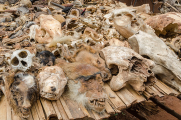 Parts of dead animals offered as cures and talismans on outdoor voodoo fetish market in Benin