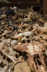 Parts of dead animals offered as cures and talismans on outdoor voodoo fetish market in Benin