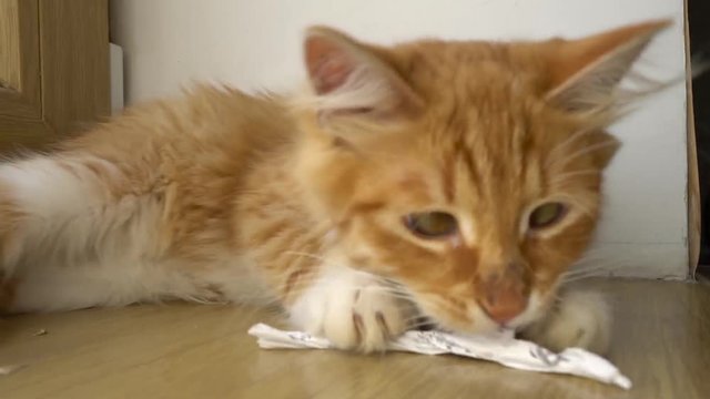 Close up of a funny young cat lying at the windsill and playung with piece of papper