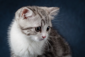 Fototapeta na wymiar Portrait of young cat scottish fold on dark blue background