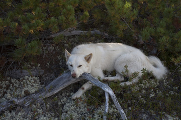 White dog resting in the shade.