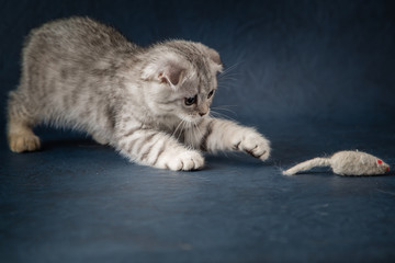 Portrait of cat scottish fold playing with toy mouse on dark blue background