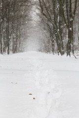 Beautiful snowfall in white forest before Christmas