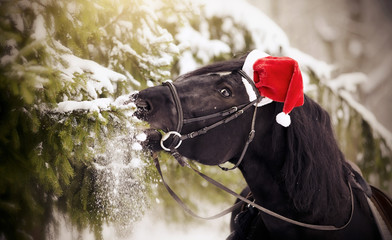 Horse in a red Santa Claus hat eats fir-tree branches