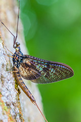 Jętka pospolita /Ephemera vulgata/