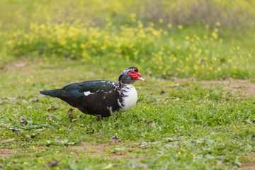 Muscovy duck