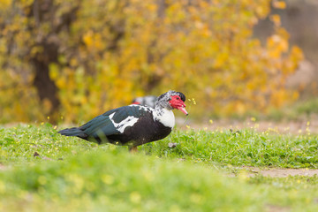 Muscovy duck