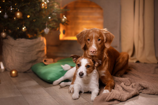 Dog Jack Russell Terrier and Dog Nova Scotia Duck Tolling Retriever . Happy New Year, Christmas, pet in the room the Christmas tree