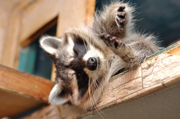 Raccoon