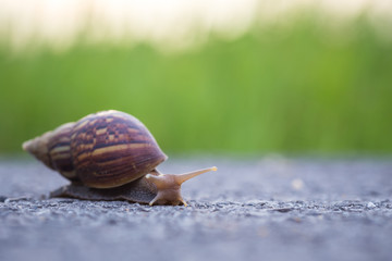 Snail walking on the stone road