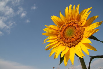 Obraz premium Sunflower
