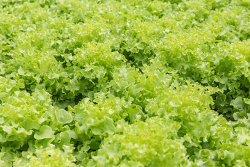 Green lettuce in organic farm