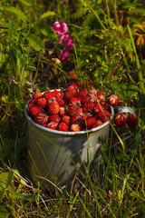 Meadow strawberries in an old aluminum cup in the grass