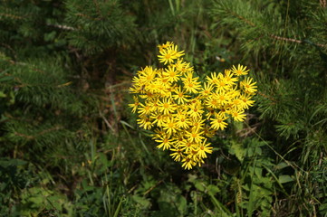 Golden Ragwort, Senecio aureus