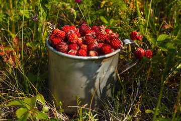 Meadow strawberries in an old aluminum cup in the grass