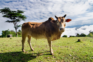 Cow on green grass and blue sky with clouds