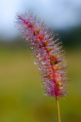 beautiful Grass flowers with for background.