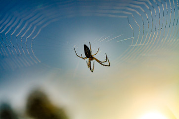 This image  closeup the spider in the garden