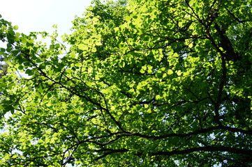 Fototapeta na wymiar tree in the sunlight