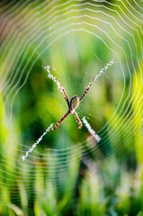 This image  closeup the spider in the garden