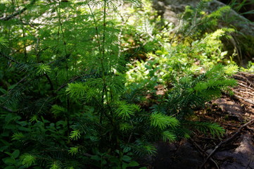grass in the sunshine