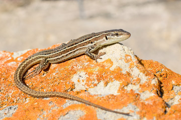 Dalmatian wall lizard