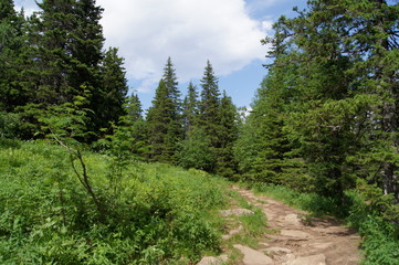 Fototapeta na wymiar meadow in the fir forest