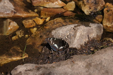 butterfly on the rocks