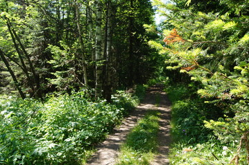  path in the forest