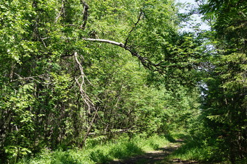  path in the forest