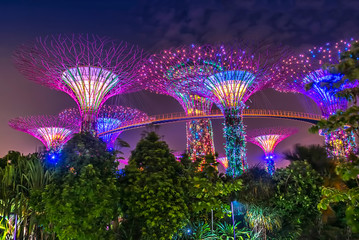 Supertree Grove, Gardens by the Bay, Singapur bei Nacht - obrazy, fototapety, plakaty