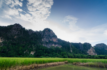 Fototapeta na wymiar Image Green Rice Field with Mountains Background under Blue Sky