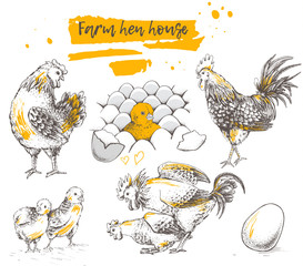 Set of farm chicken family. - 127829535