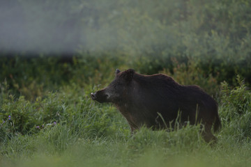 Wild boar in the field with forest background