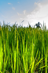 Fototapeta premium Image Green Rice Field with Mountains Background under Blue Sky