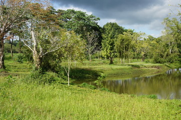 Fototapeta na wymiar Beautiful monochrome landscape, pond in the forest