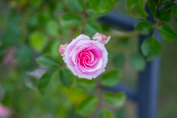 PInk rose