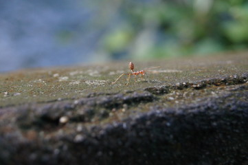  ant