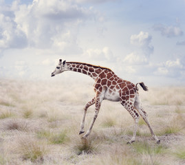 Young Giraffe Running