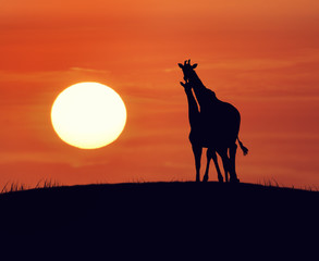 Fototapeta na wymiar Giraffes At Sunset
