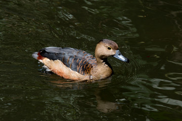 The mallard swim in pool